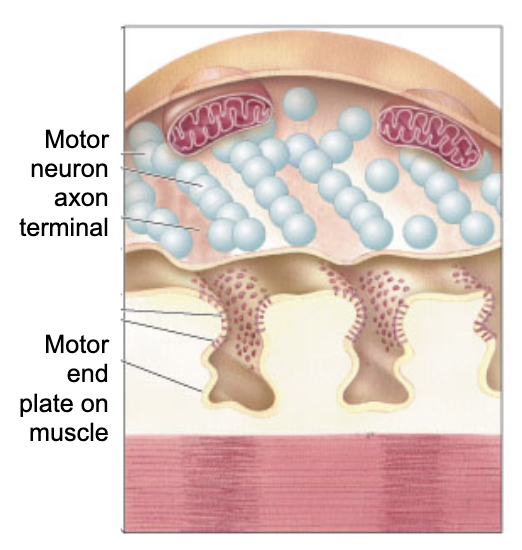 <p>Large, accessible, reliable</p><p>Motor neuron axon (vesicles packed with ACh) connects to motor end plate (folded membrane with ACh receptors)</p>
