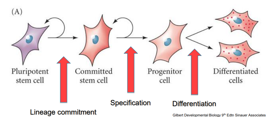 <ul><li><p>a cell that can produce identical copies of itself (self-renewal) indefinitely (true stem cell vs progenitor cell)</p></li></ul>