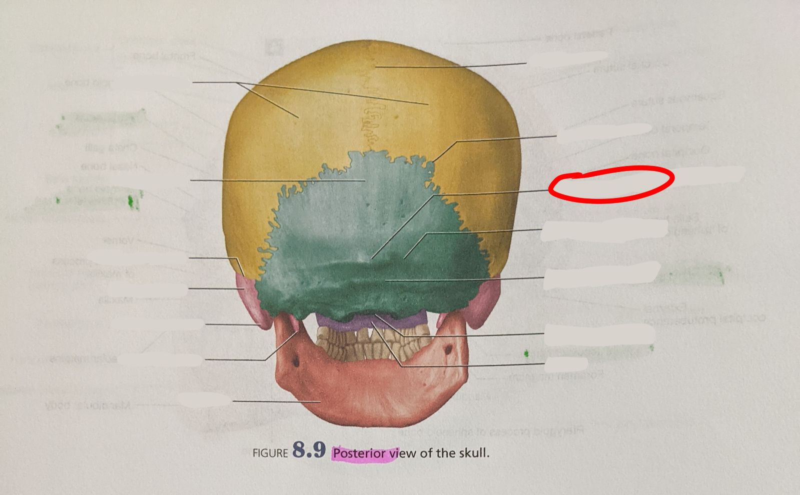 knowt flashcard image