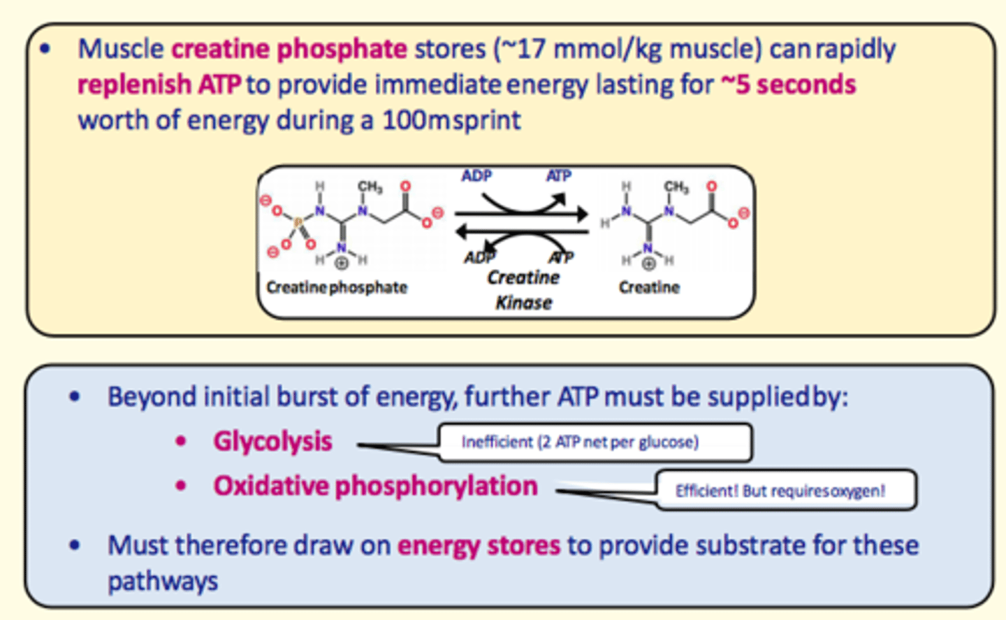 <p>1) Muscle creatine phosphate stores</p><p>2) Glycolysis (inefficient; 2ATP per cycle)</p><p>3) Oxidative phosphorylation (efficient; but requires oxygen)</p><p>4) Break down of muscle glycogen (glycogenolysis)</p>