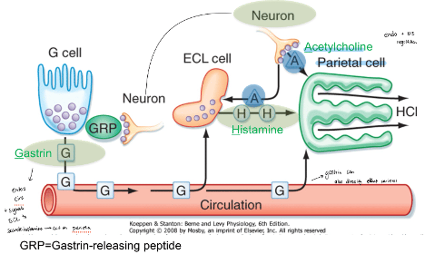 <p>ACh secreted can activate parietal cells directly or activate ECL cells</p><p>ECL cells can then secrete histamine which activates parietal cells</p>