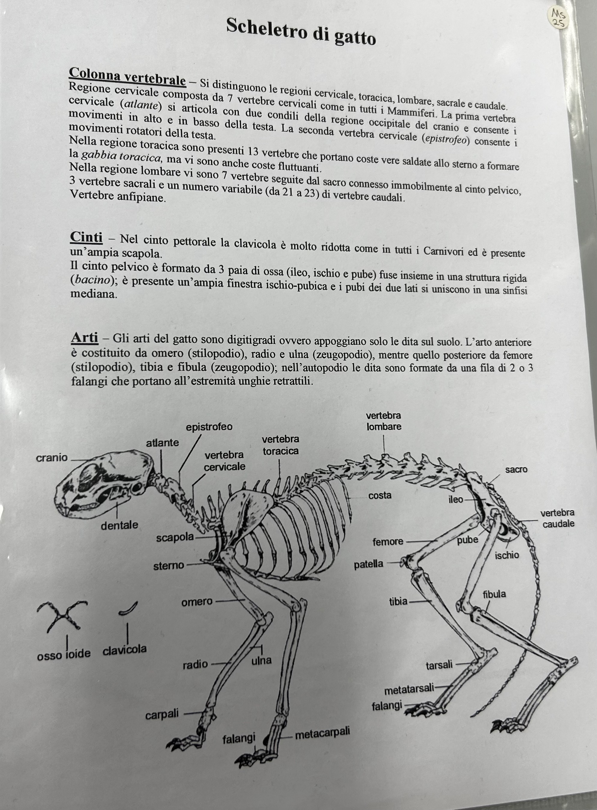 <p>Scheletro gatto</p>