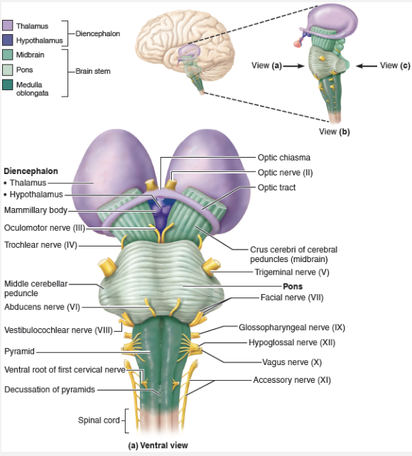 <ul><li><p>Similar in structure to spinal cord <span style="color: blue"><strong>BUT contains nuclei embedded in white matter </strong></span></p></li><li><p>Contains <span style="color: blue"><strong>fiber tracts</strong> </span>connecting higher and lower neural centers </p></li><li><p>Nuclei are associated with <strong>10 of the 12 pairs of cranial nerves</strong>  </p></li></ul><p></p>