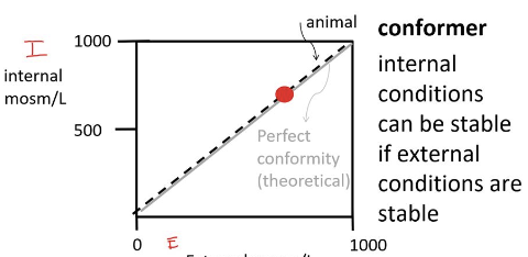 <p>conformer</p>