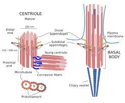 <p>A eukaryotic cell structure consisting of a “9 plus 0” arrangement of microtubule triplets. The basal body may organize the microtubule assembly of cilium or flagellum and is structurally very similar to a centriole. </p>