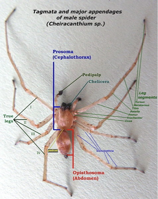 <p>what do arachnida use for making silk?</p>