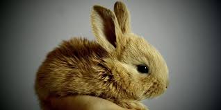 <p>rabbit</p>