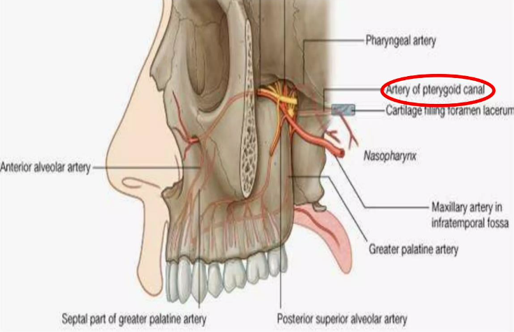 <ul><li><p><span style="color: #000000">Artery of the <strong>pterygoid canal</strong></span></p></li><li><p><span style="color: #000000">Can arise from the <strong>ICA or ECA</strong></span></p></li><li><p><span style="color: #000000">Passes through <strong>vidian canal</strong></span></p></li><li><p><span style="color: #000000">Synapse in <strong>pterygopalatine ganglion</strong></span></p></li></ul><p></p>
