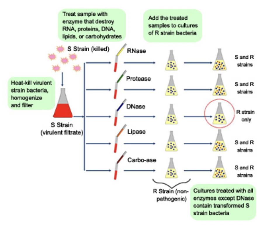 <ul><li><p><span style="background-color: transparent; font-family: "Proxima Nova", sans-serif;"><span>Injected protein into bacteria → no effect</span></span></p></li><li><p><span style="background-color: transparent; font-family: "Proxima Nova", sans-serif;"><span>Injected DNA into bacteria → transformed harmless bacteria into virulent bacteria</span></span></p></li></ul><p></p>