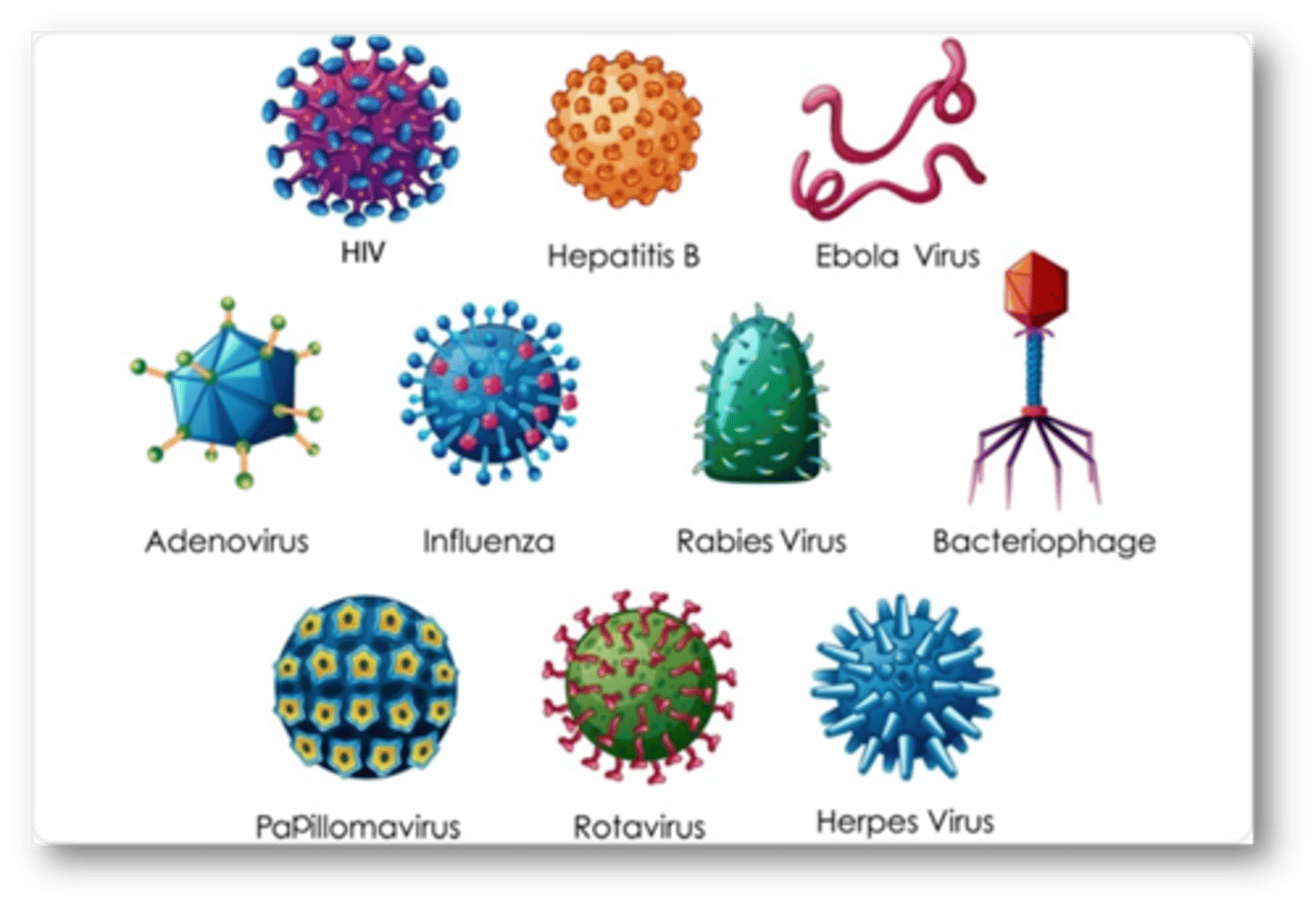 <p>A tiny, nonliving particle that invades and then reproduces inside a living cell.</p>
