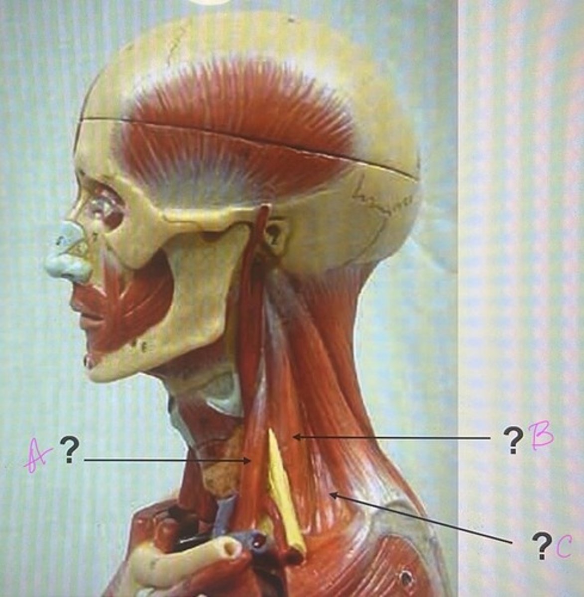 <p>What is C?</p>