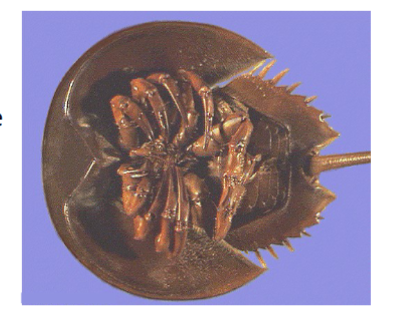 <p>in subphylum chelicerata, horseshoe crab</p>