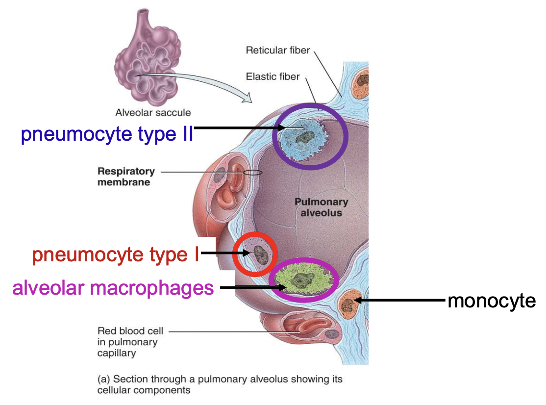 <p><span style="color: rgb(250, 250, 250);"><span>pneumocyte type I is responsible for </span></span></p>