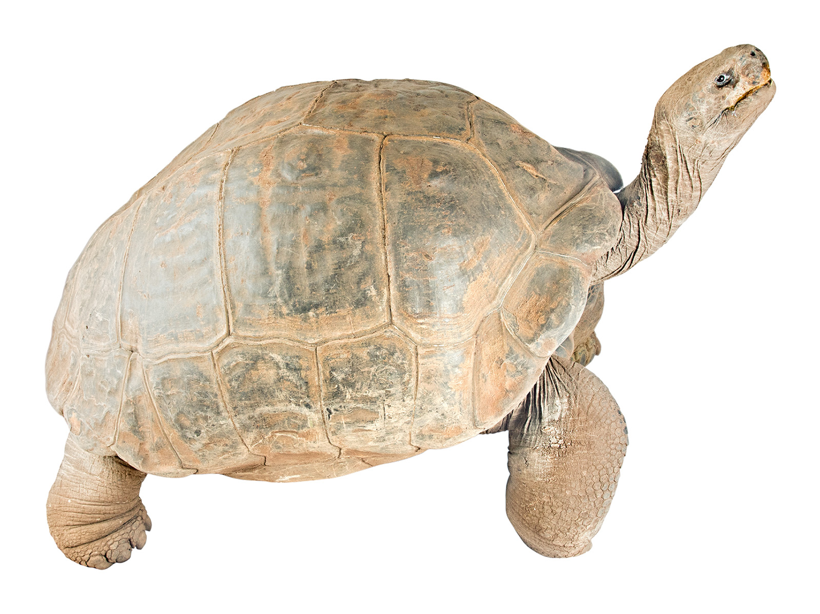 <p>West Santa Crus Tortoise </p>