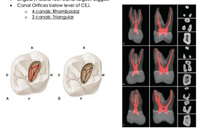 <p>rhomboidal</p>