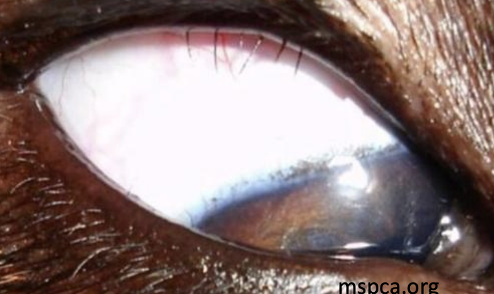 <p>What is the term, also called an ectopic cilia, which refers to abnormal eyelashes from the meibomian glands or the conjunctiva, found in cocker spaniels?</p>