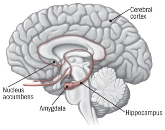 <ul><li><p>Most primal part of the brain</p></li><li><p>Part of the forebrain</p></li><li><p>Includes:</p><ul><li><p><u>Hippocampus</u>: forms &amp; retrieves memories</p></li><li><p><u>Amygdala</u>: fear &amp; aggression</p></li><li><p><u>Nucleus Accumbens</u>: reward &amp; motivation centre</p></li></ul></li></ul><p></p>
