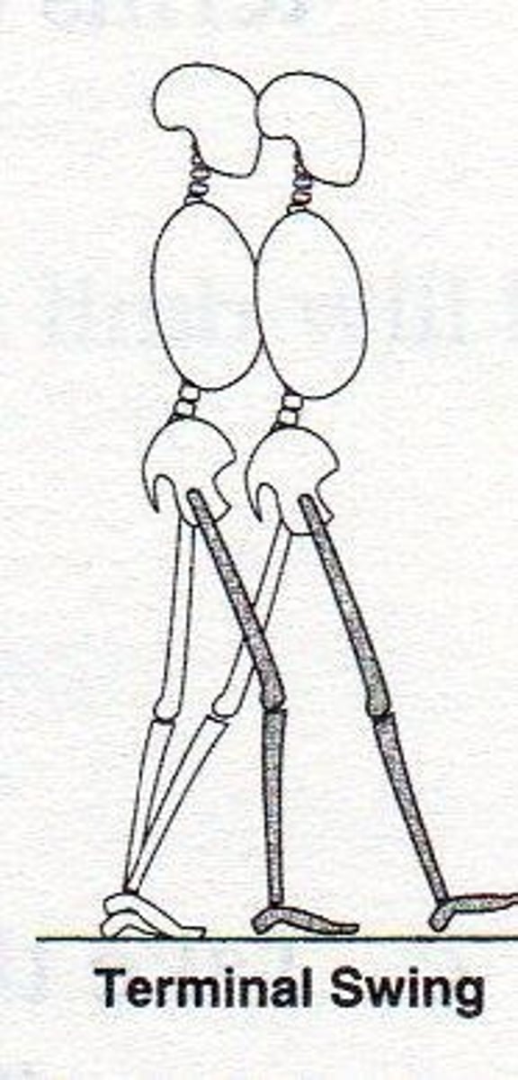 <p>From mid-swing to just prior to initial contact with the ground. (85%-100%)</p>