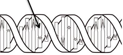 <p>The diagram shown here represents a portion of a nucleic acid molecule. The part indicated by the arrow could be</p>