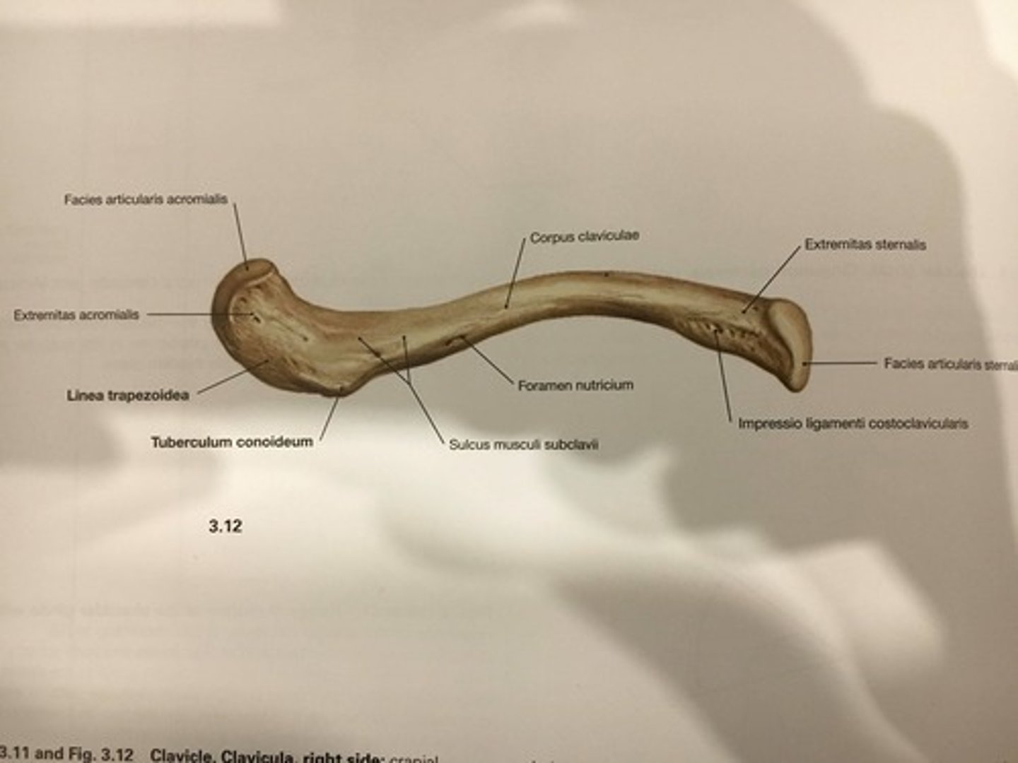 <p>Clavicula</p>