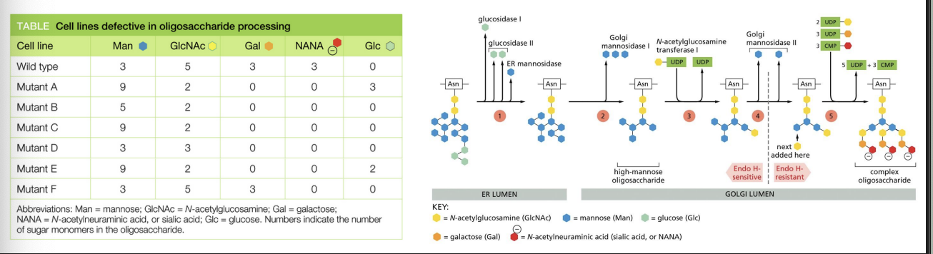 <p>You have isolated several mutant cell lines that are defective in their ability to add sugars to exported proteins. Using an easily purified protein that carries only N-linked complex oligosaccharides, you have analyzed the sugar monomers that are added in the different mutant cells. Each mutant is unique in the kinds and numbers of different sugars contained in its Nlinked oligosaccharides. The pathway for processing complex N-linked oligosaccharides is shown in the figure, with processing steps indicated by numbers in the colored circles</p><p></p><p>In what order do the enzymes that are defective in mutants B, D, and F normally operate? Mutant B is defective for enzyme B, mutant D is defective for enzyme D, and mutant F is defective for enzyme F.</p><p></p><p>A) B, D, F</p><p>B) B, F, D</p><p>C) D, B, F</p><p>D) D, F, B</p><p>E) F, B, D</p><p>F) F, D, B</p>