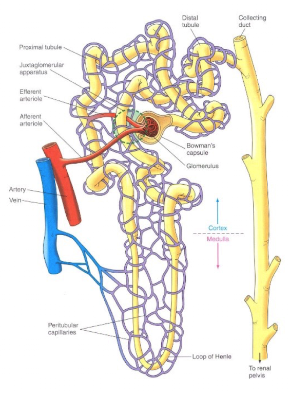 <ul><li><p>structural and functional units of the kidney (functional unit is the smallest unit capable of performing all of the tasks of an organ)</p></li><li><p>Each kidney has over 1 million of these units</p></li><li><p>Each nephron consists of a renal corpuscle, which contains the glomerulus (which is a tuft of capillaries) and a renal tubule</p></li></ul><p></p>