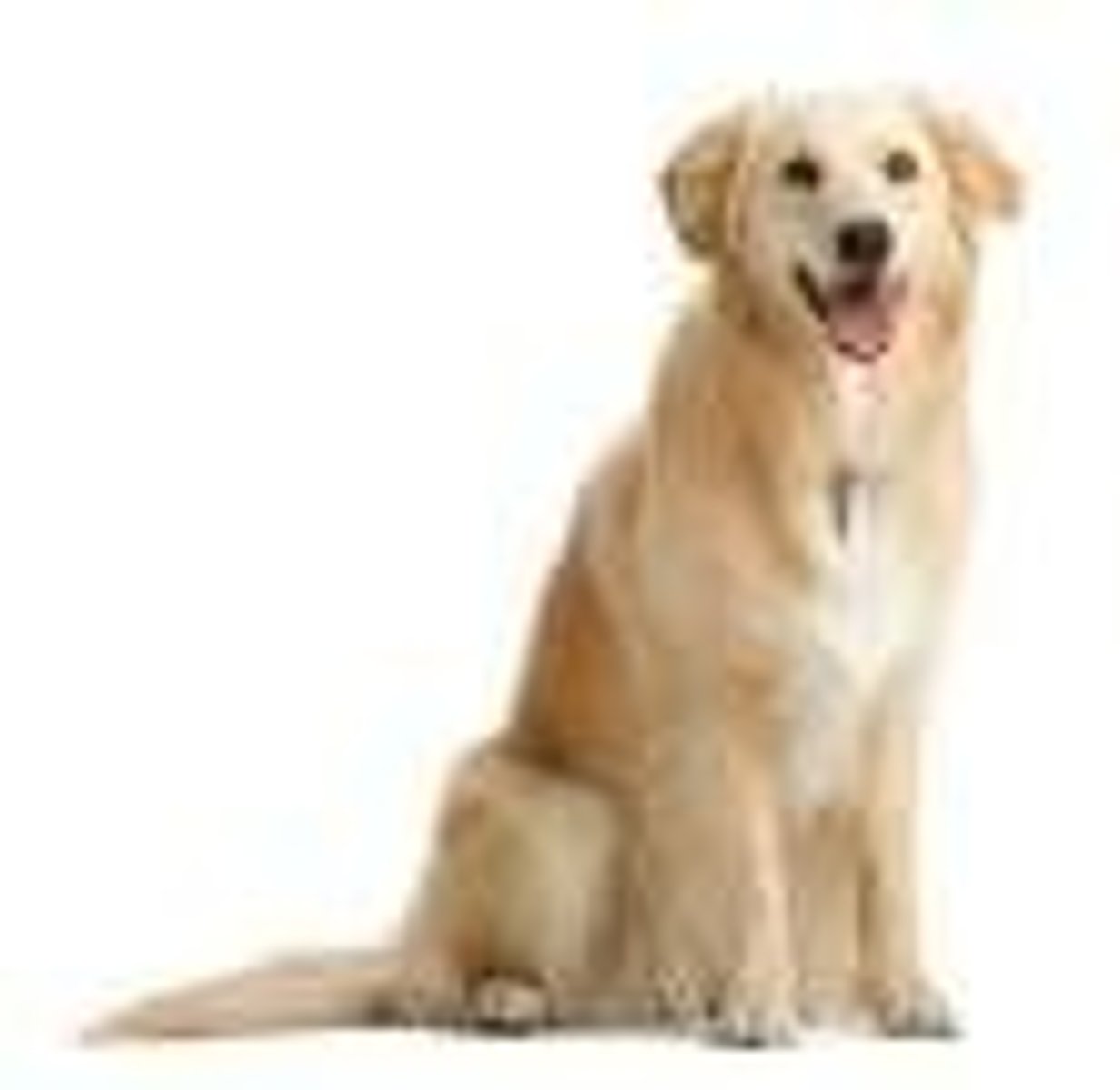 <p>dog</p>