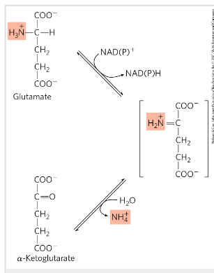 <ul><li><p>Removal of the amino group of glutamate releasing free ammonia NH3</p></li><li><p>Glutamate from transamination in cytosol is transferred to mitochondria in liver (need to be converted to free ammonia)</p></li><li><p>Cofactor NAD+/NADP+</p></li><li><p>Reaction catalyzed by L-glutamate dehydrogenase</p></li><li><p>Releases ammonia from glutamate and forms alfa ketoglutarate</p></li></ul><p></p>