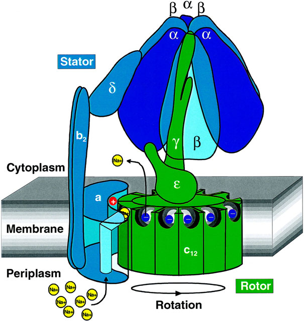 <ul><li><p><strong><span>Proton flow</span></strong><span> through F₀ drives rotation of the c-ring and central stalk (γ subunit).</span></p></li><li><p><span>This rotation induces </span><strong><span>conformational changes</span></strong><span> in the β subunits of F₁:</span></p><ul><li><p><span>One β subunit binds ADP + Pi.</span></p></li><li><p><span>Another β subunit synthesizes ATP.</span></p></li><li><p><span>The third β subunit releases ATP.</span></p></li></ul></li></ul><p></p>