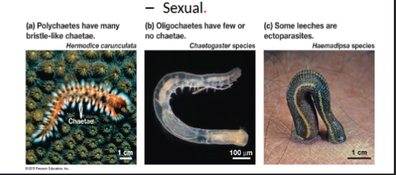 <p>segmented worms- most have bristles or setae, coelomates, organ level organization, complex and complete digestive tract, closed circulatory system, bilaterally symmetric </p>
