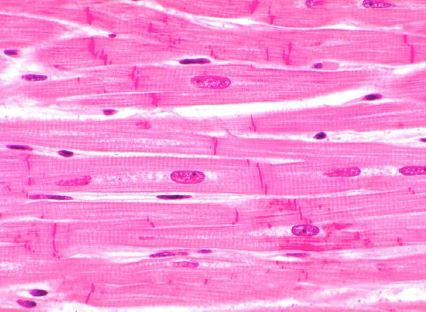 <p>Identify the tissue</p>