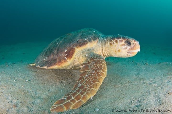 <p>Reddish brown</p><p><strong>5 or more pleural scutes on each side, first touching cervical</strong></p><p>Usually 3 scutes on bridge</p>