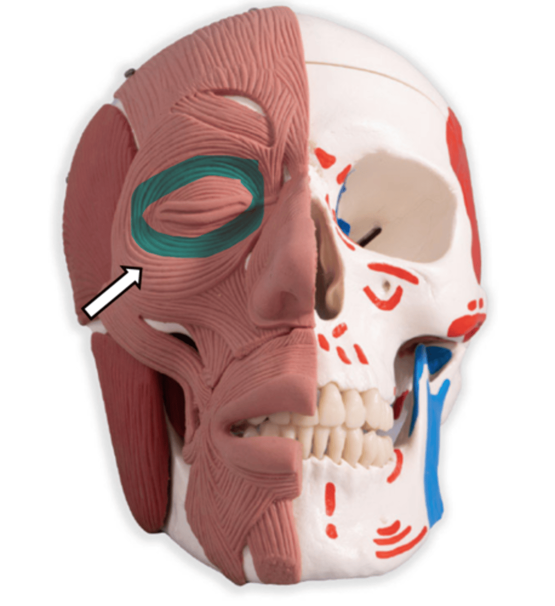 <p>name the muscle</p>