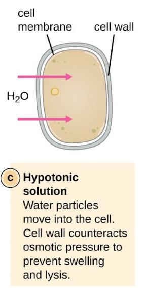 <p>Water particles move into the cell. Cell wall counteracts osmotic pressure to prevent swelling and lysis</p>