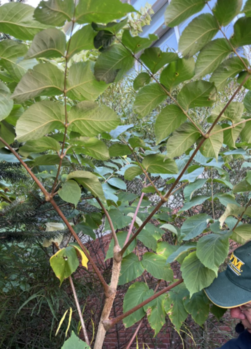 <p>huge bipinnately compound, prickles, infructescence</p>