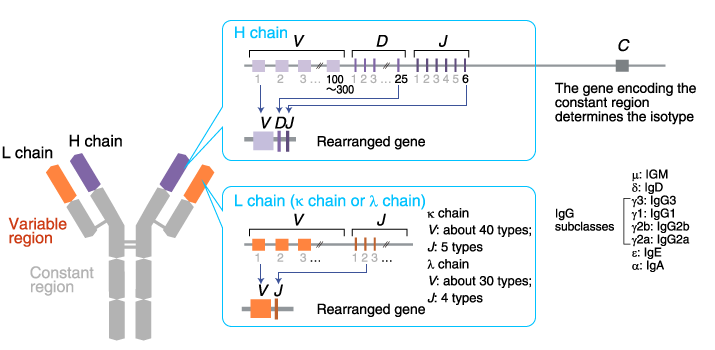 <ul><li><p>each antibody can recognise a unique epitope from Fab region- large proteins have many epitopes so many antibodies can bind </p></li><li><p>VDJ recombination- for Fab!!!!!!(bone marrow)</p></li><li><p>heavy chain by VDJ- DJ then V(Pre B cell)- picks RANDOM D!</p></li><li><p>light chain- V-J- VJ (B cell)</p></li></ul><p></p><ul><li><p>somatic hypermutation- in the VDJ region after antigen activation- germinal centres and gets Tfh- V of heavy and light chain Fab- to get higher affinity</p></li></ul><p></p>
