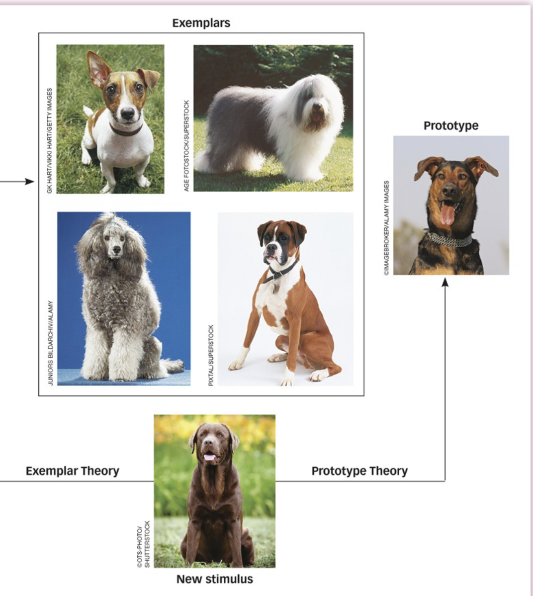 <p>we make category judgements by comparing new instances with stored memoreis for other instnaces of the category</p><ul><li><p>you see a hariry 4 legged animal, you categorize it as a dog because it looks similar to a German Shephard</p></li></ul><p></p>