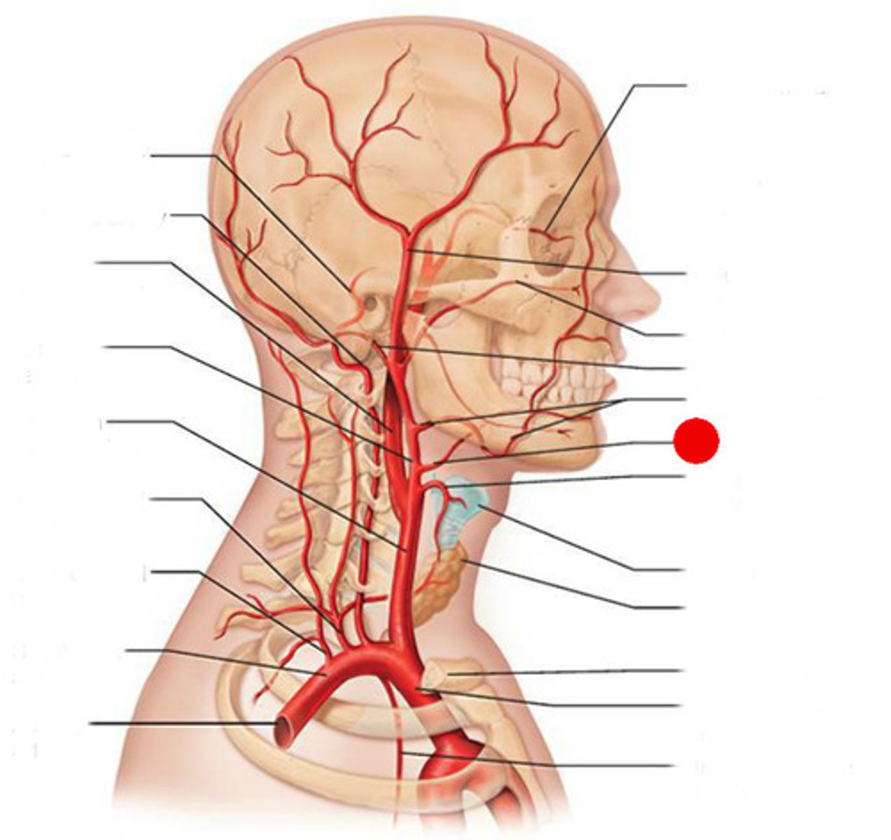 <p>This artery branches off near the hyoid bone and enters the tongue to supply the floor of the mouth, adjacent gingiva, and sublingual gland</p>