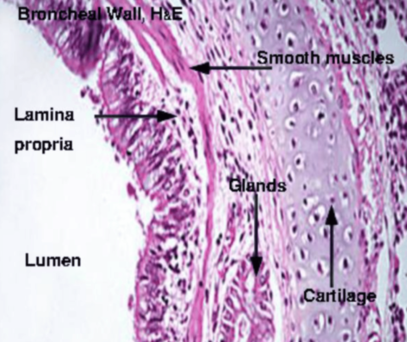 <p>A layer of loose fibroelastic connective tissue (FECT) beneath the epithelium, containing blood vessels, nerves, and immune cells.</p>