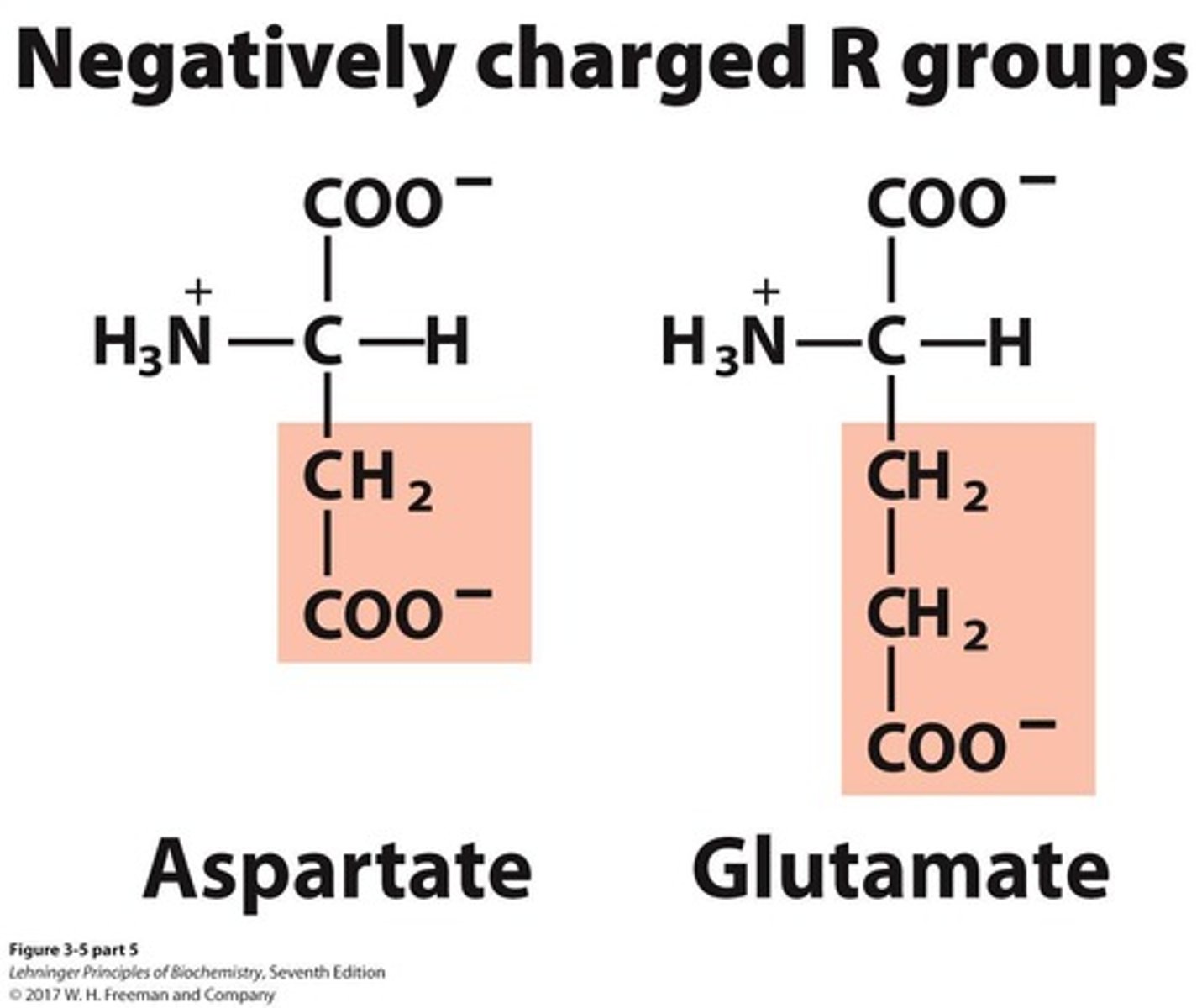 <p>A group of amino acids that includes 2 members.</p>
