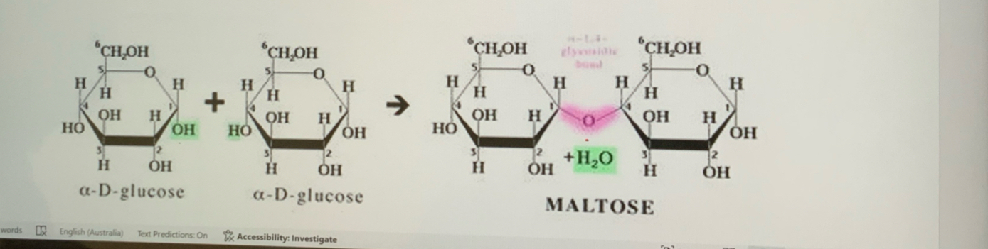 <p>alpha glucose+ alpha glucose—&gt; Maltose +H2O</p><p>Forms alpha 1–4 glycosidic bonds.</p>