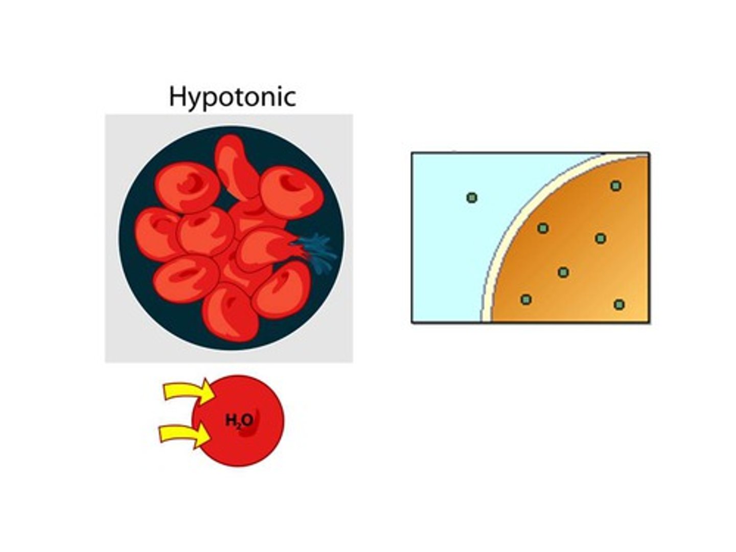 <p>a solution that has a lower concentration of solute outside than inside the cell, causing water to flow into the cell</p>
