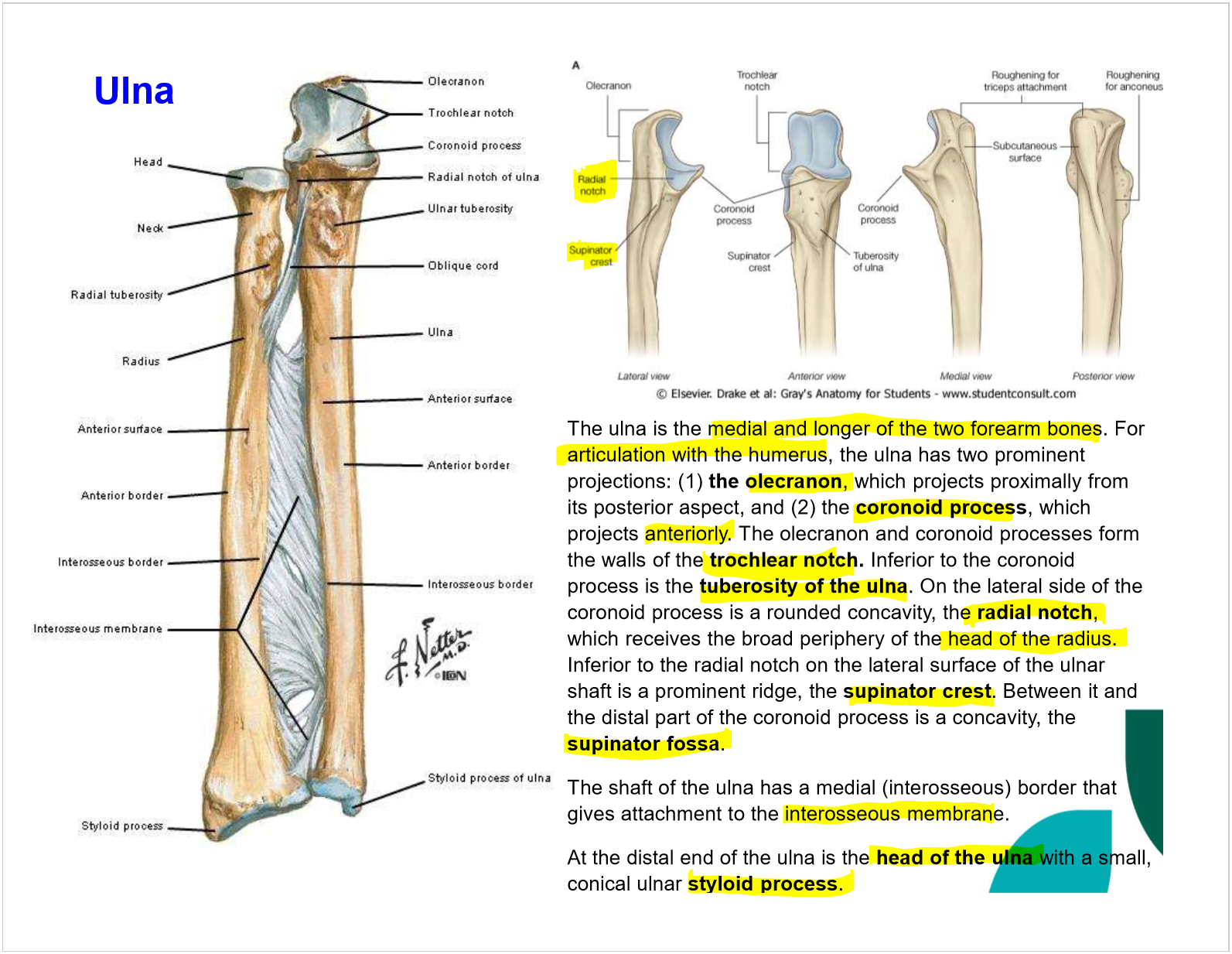 <ul><li><p>olecranon </p></li><li><p>coronoid process</p></li><li><p>trochlear notch (olecranon, coronoid process)</p></li><li><p>tubersoity of ulna</p></li><li><p>radial notch </p></li><li><p>supinator crest</p></li><li><p>supinator fossa</p></li><li><p>head of ulna → styloid process</p></li></ul><p></p>