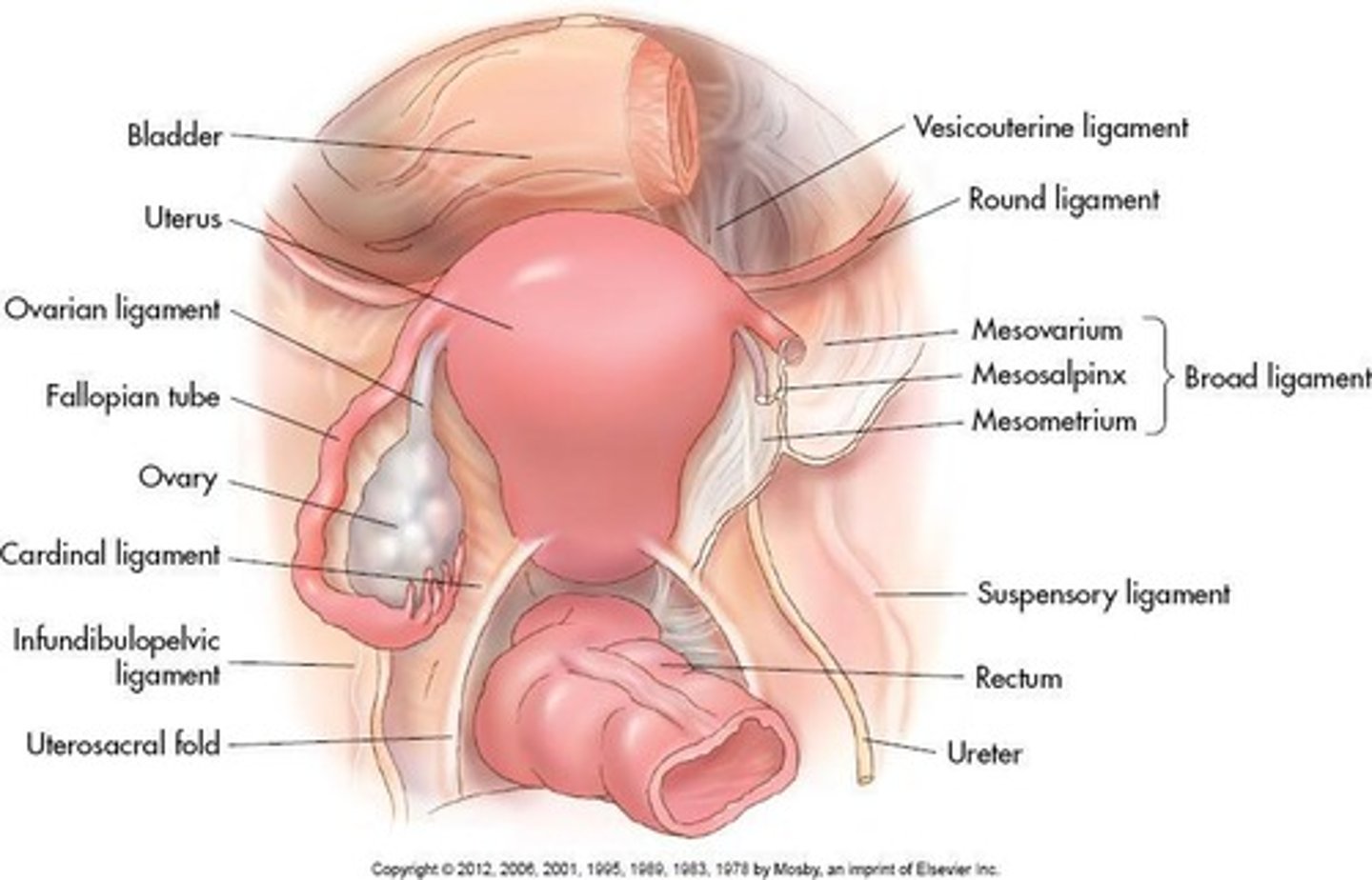 <p>Hold uterus in anteverted position.</p>