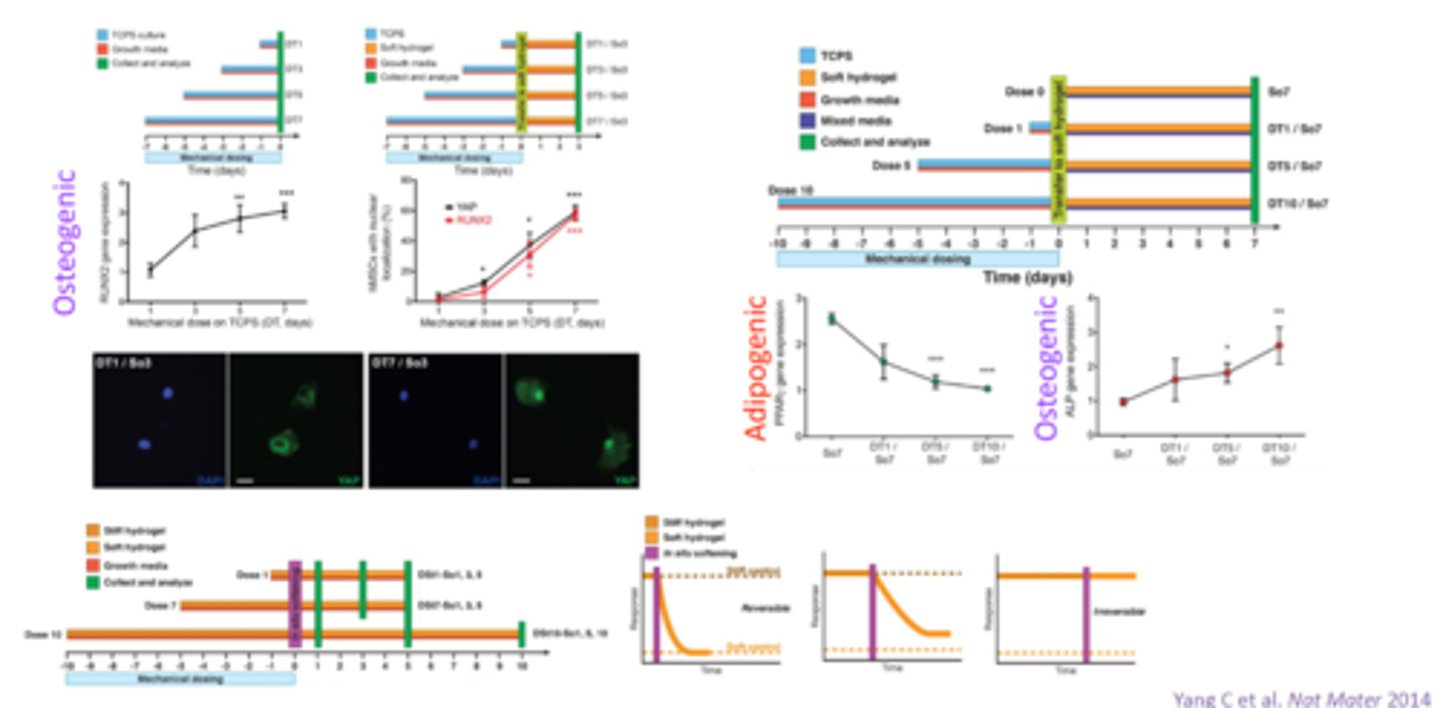 <p>if cells are exposed to high stiffness for longer period of time →</p><ul><li><p>sensitivity increased </p></li><li><p>cell differentiation is prolonged</p></li></ul><p></p>