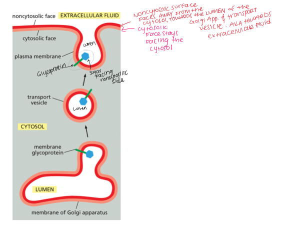 <p><span>C.&nbsp;&nbsp;&nbsp; the lumen of the vesicle or organelle</span></p><p><span style="font-family: &quot;Times New Roman&quot;, serif;">Glycolipids are located only in the noncytosolic half of the bilayer; the same orientation holds true for glycoproteins. For the plasma membrane, this means that sugars face the cell exterior. <strong>For internal membranes, any sugars will face the lumen of the vesicle or organelle .&nbsp;</strong></span></p>