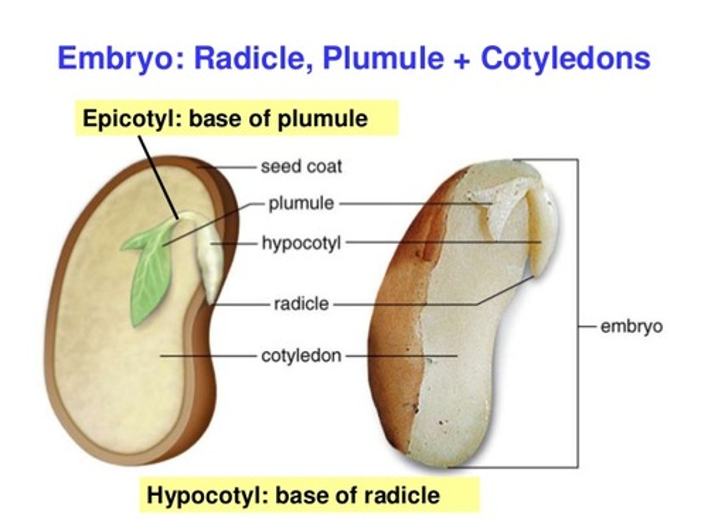 <p>embryo shoot; first foliage leaves</p>