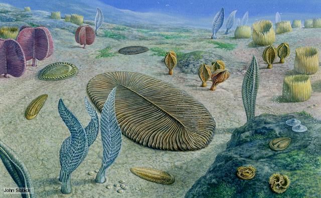 <p>the Ediacaran Fauna first appeared 635-541mya </p>