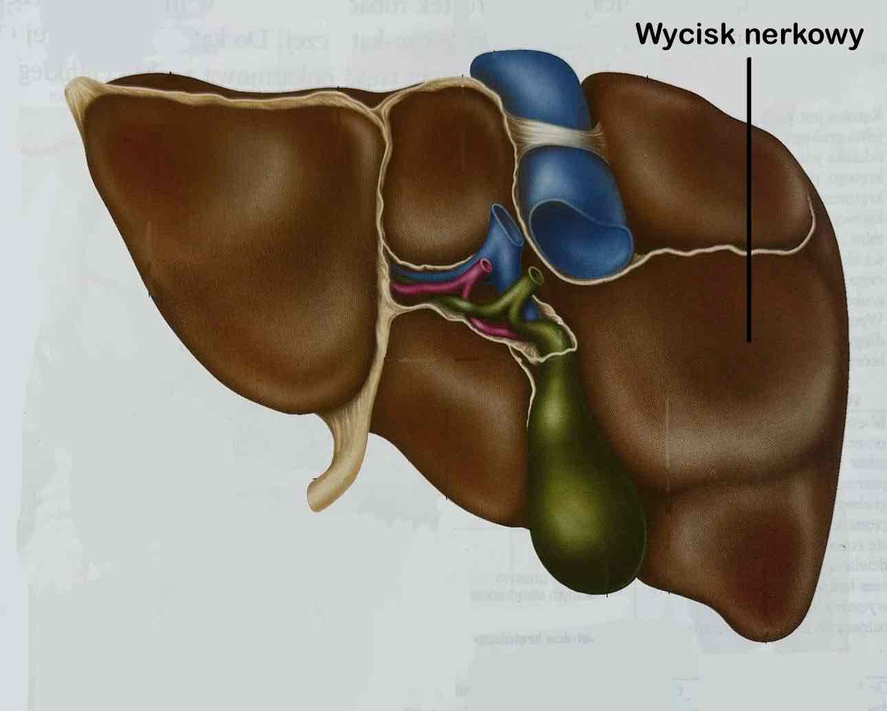 <p>Wycisk nerkowy (z opisem)</p>