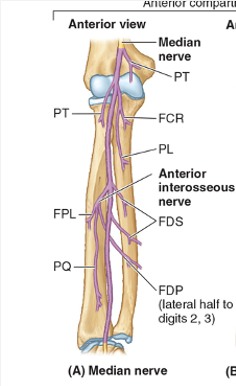 <p>Common Entrapment Sites for median nerve</p>